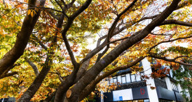 Dunedin Campus Autumn 2024 5