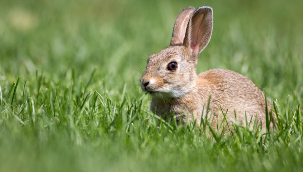 Easter bunny