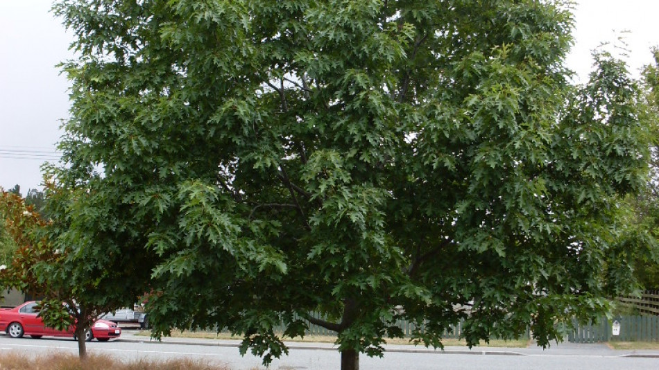 Ngaire Lloyd Oak Tree3