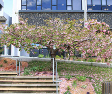 cherry tree banner 20x